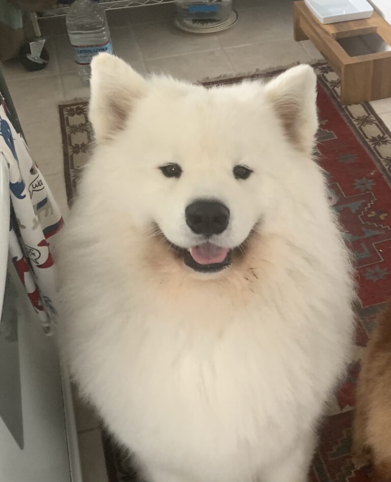 Polar Mist Ivan The Great, 4 year Old male.