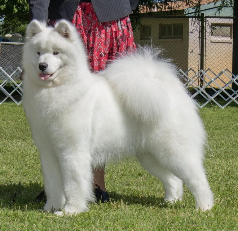 BISOH BISS GCHB.POLAR MIST TALK’N TRASH, (ELLIE MAE) Due  May 14th (Bred To Tuk)