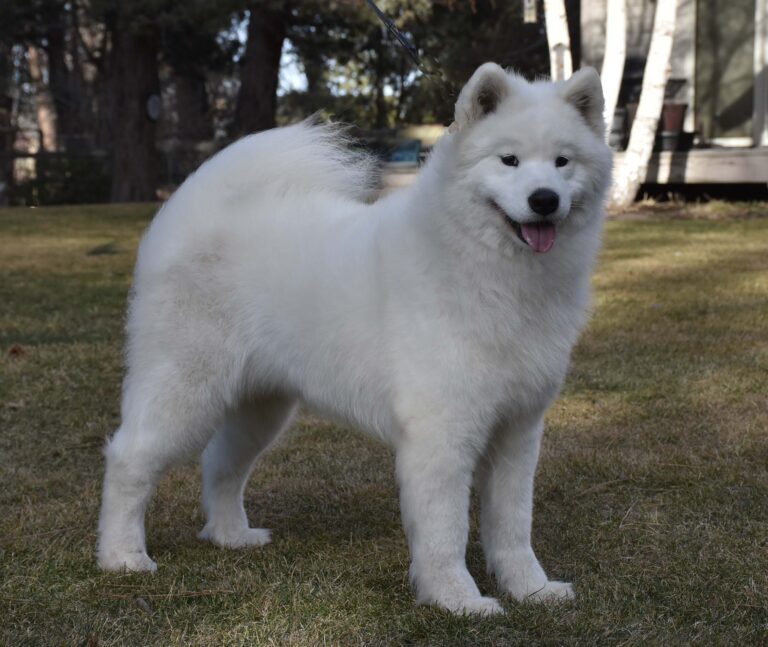 CH.POLAR MIST DIAMOND STORM, (Tosha)  Due May 8th , (Sire, Talker)